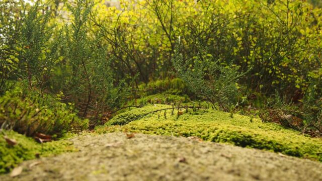 LinuxのCronで自動化入門｜定期バックアップ・ログ削除をスケジュール実行