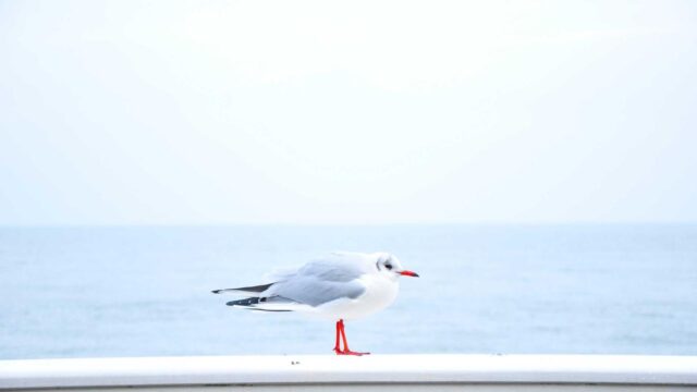 SSHの安全な設定方法｜鍵認証・セキュリティ強化の実践ガイド