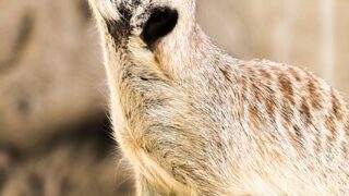 サーバー監視ツール
