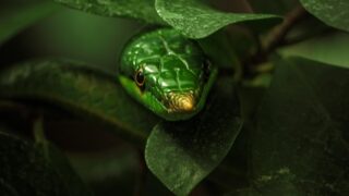 Python