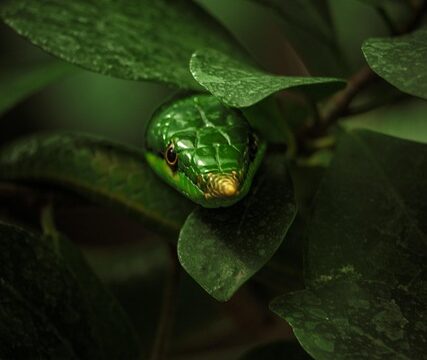 Python