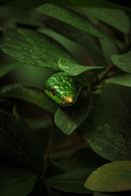 Python
