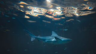 Wireshark