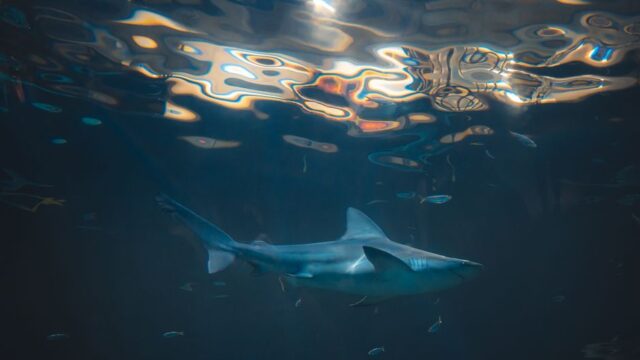 Wireshark