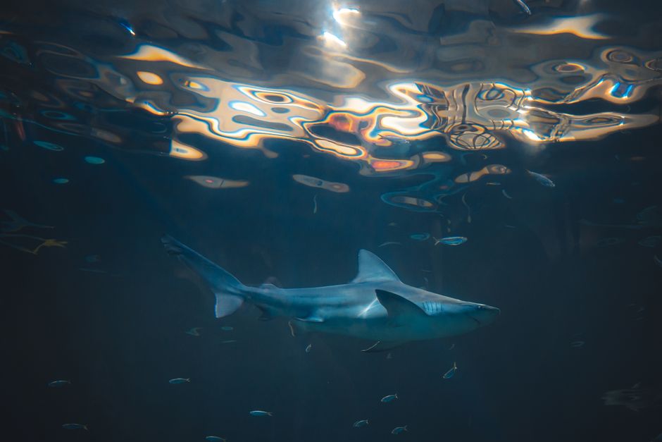 Wireshark